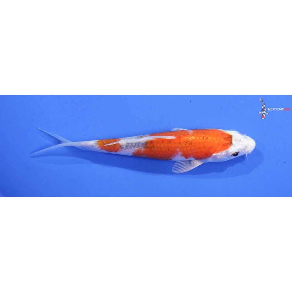 4.5” Imported Hariwake