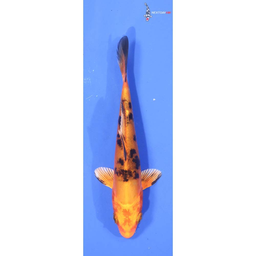 4.5” Imported Kin Aka Bekko