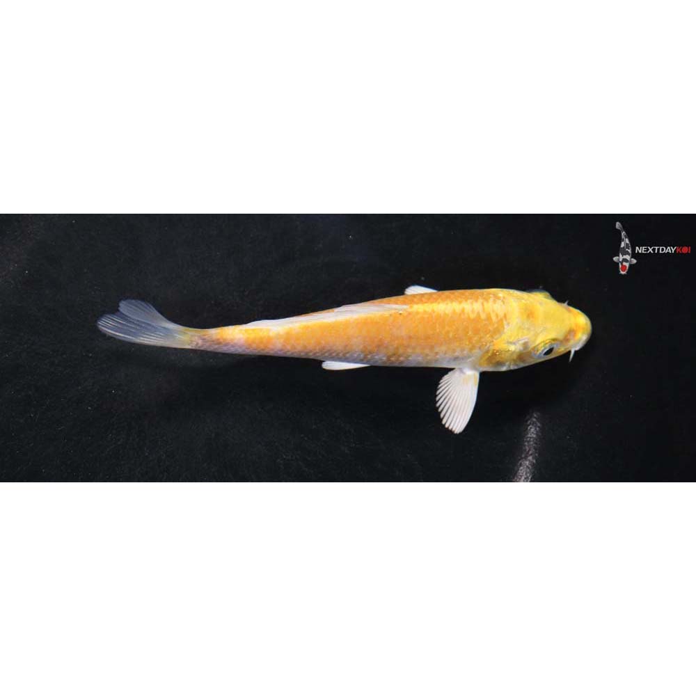 4.5” Imported Yamabuki Ogon