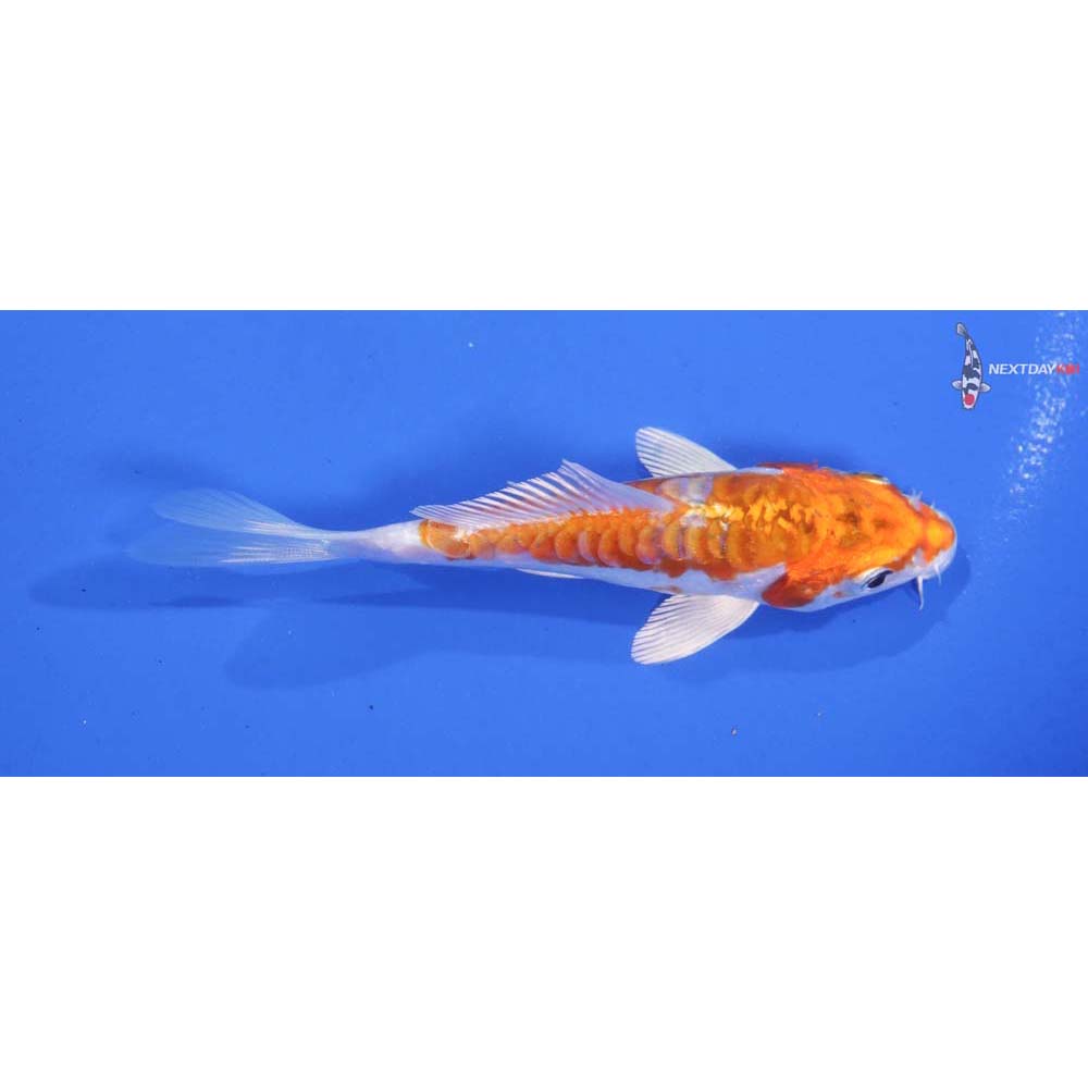 4.5” Imported Kikusui