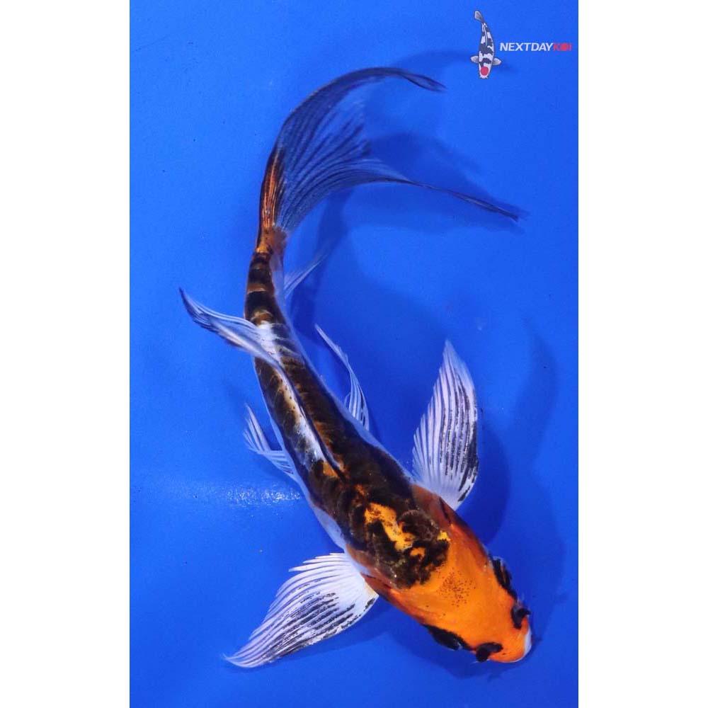 5.5” Imported Kin Kikokuryu Butterfly Koi