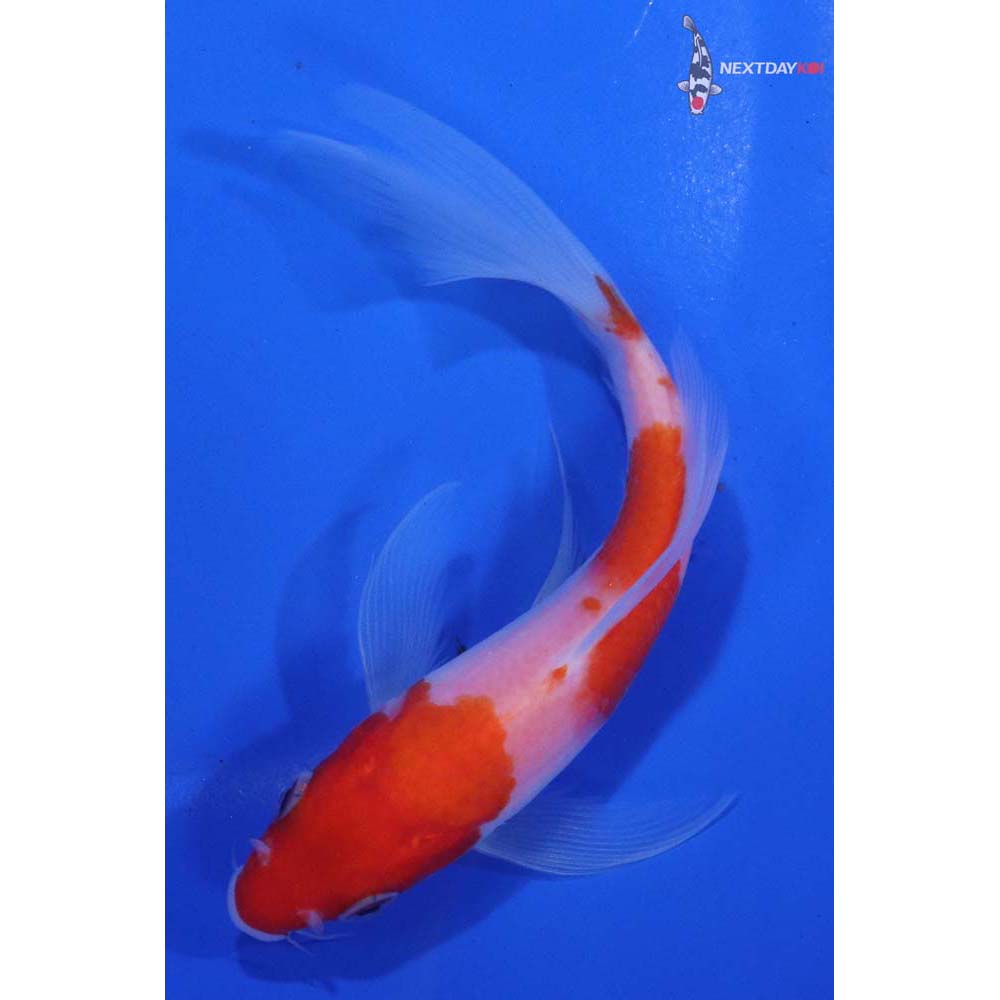 5” Imported Kohaku Butterfly Koi