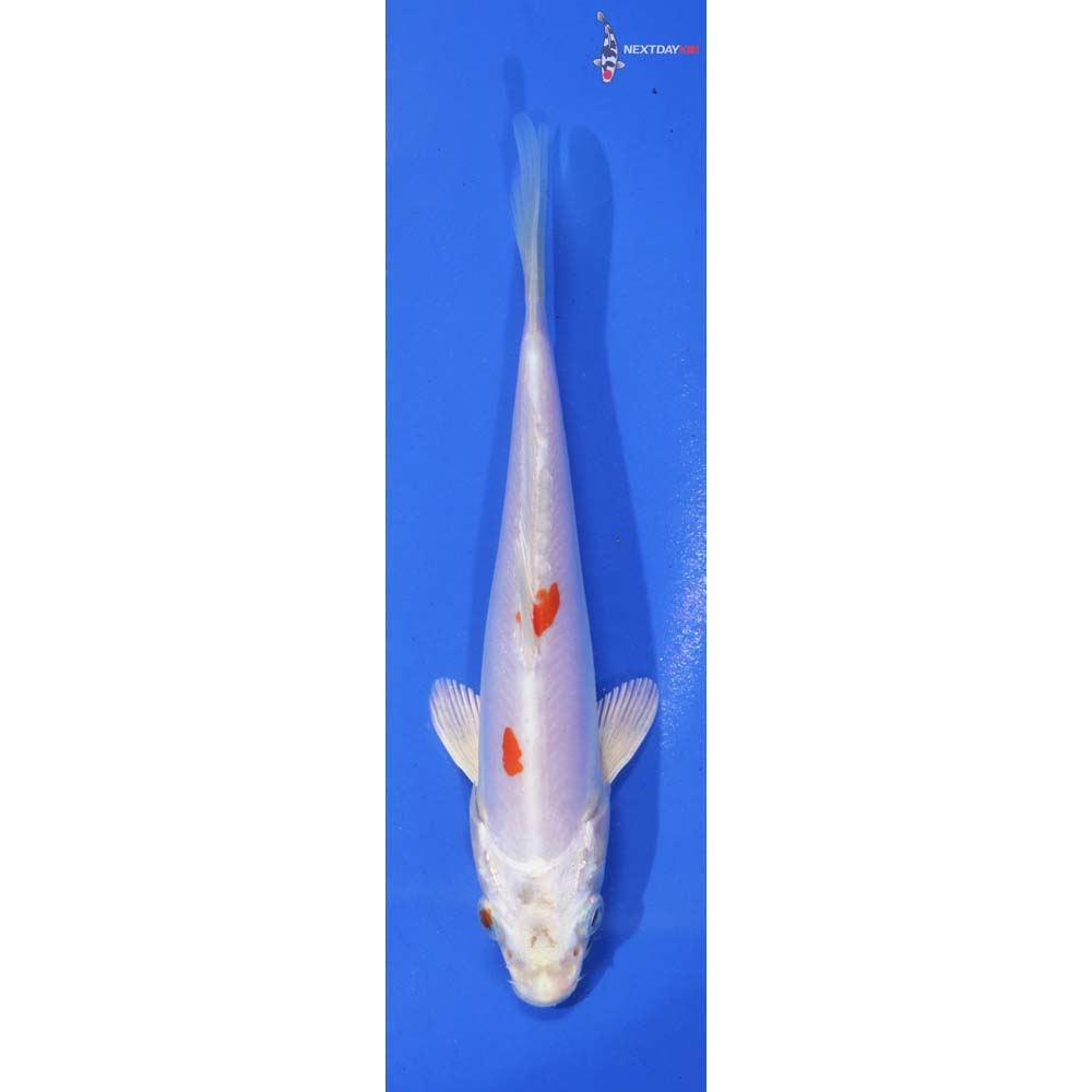 6” Imported Kikusui