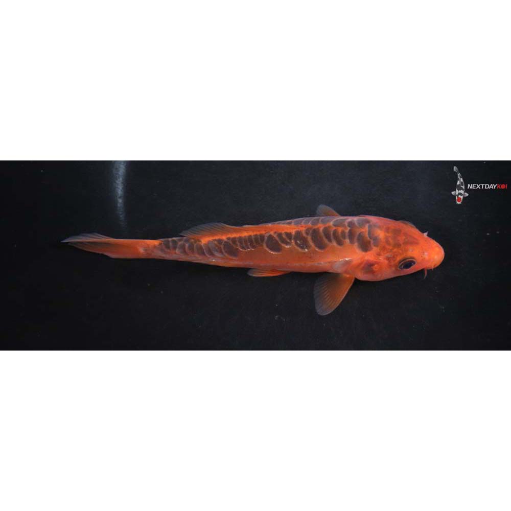 6” Imported Hana Shusui