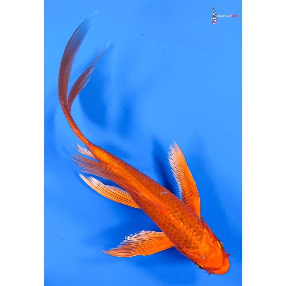 7.5” Imported Orenji Matsuba Butterfly Koi