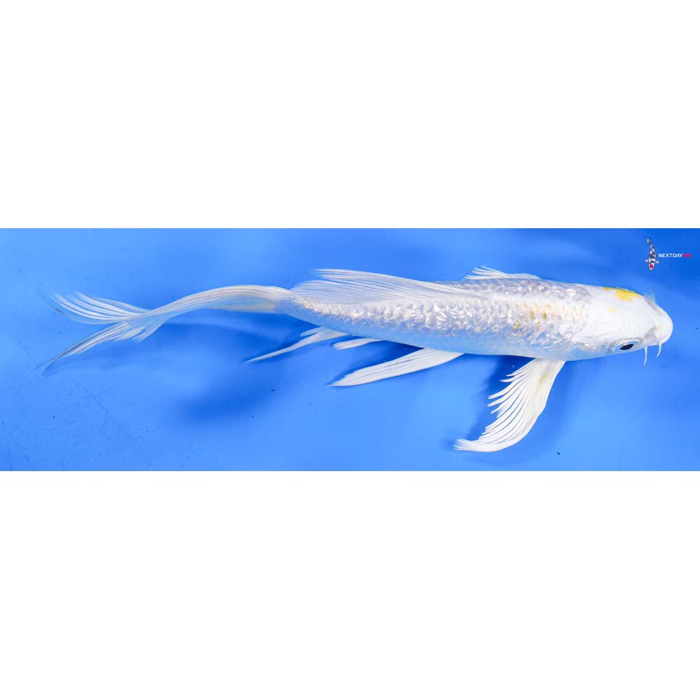 8” Imported Gin Rin Lemon Hariwake Butterfly Koi