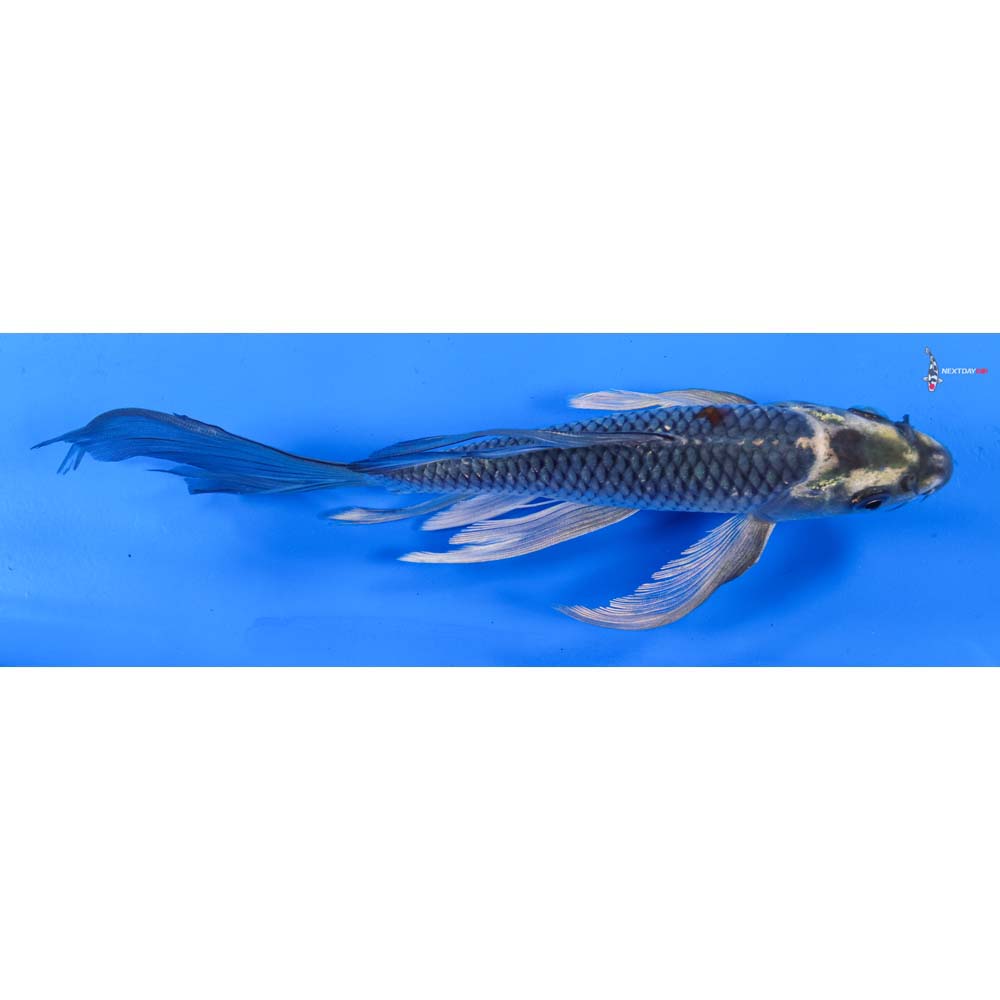 8” Imported Ochiba Shigure Butterfly Koi