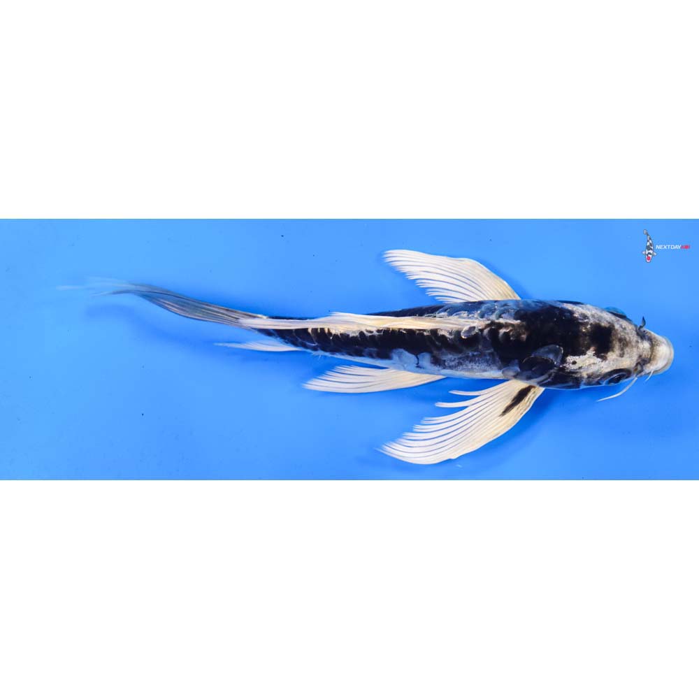 8” Imported Kikokuryu Butterfly Koi