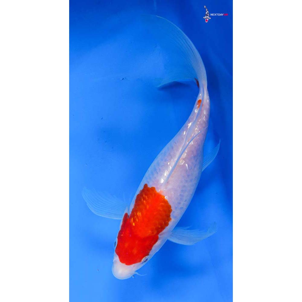 8” Imported Gin Rin Kohaku Butterfly Koi