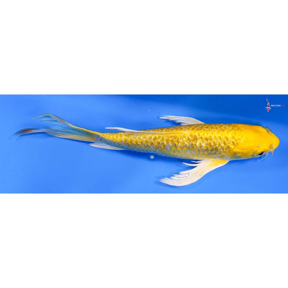 8.5” Imported Gin Rin Yamabuki Ogon Butterfly Koi