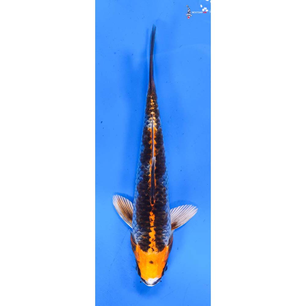 6.5” Imported Kujaku
