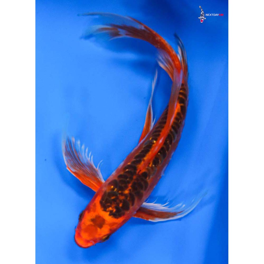 10” Imported Hana Shusui Butterfly Koi