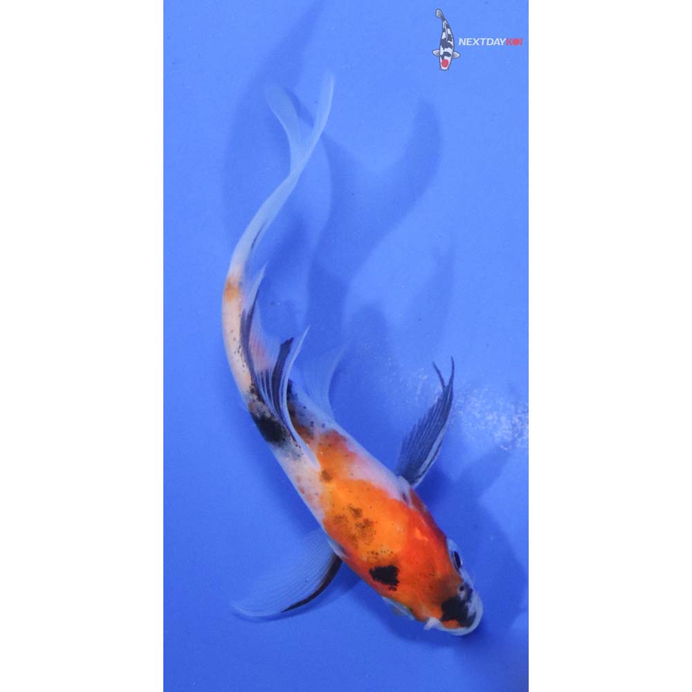 4” Imported Sanke Butterfly Koi