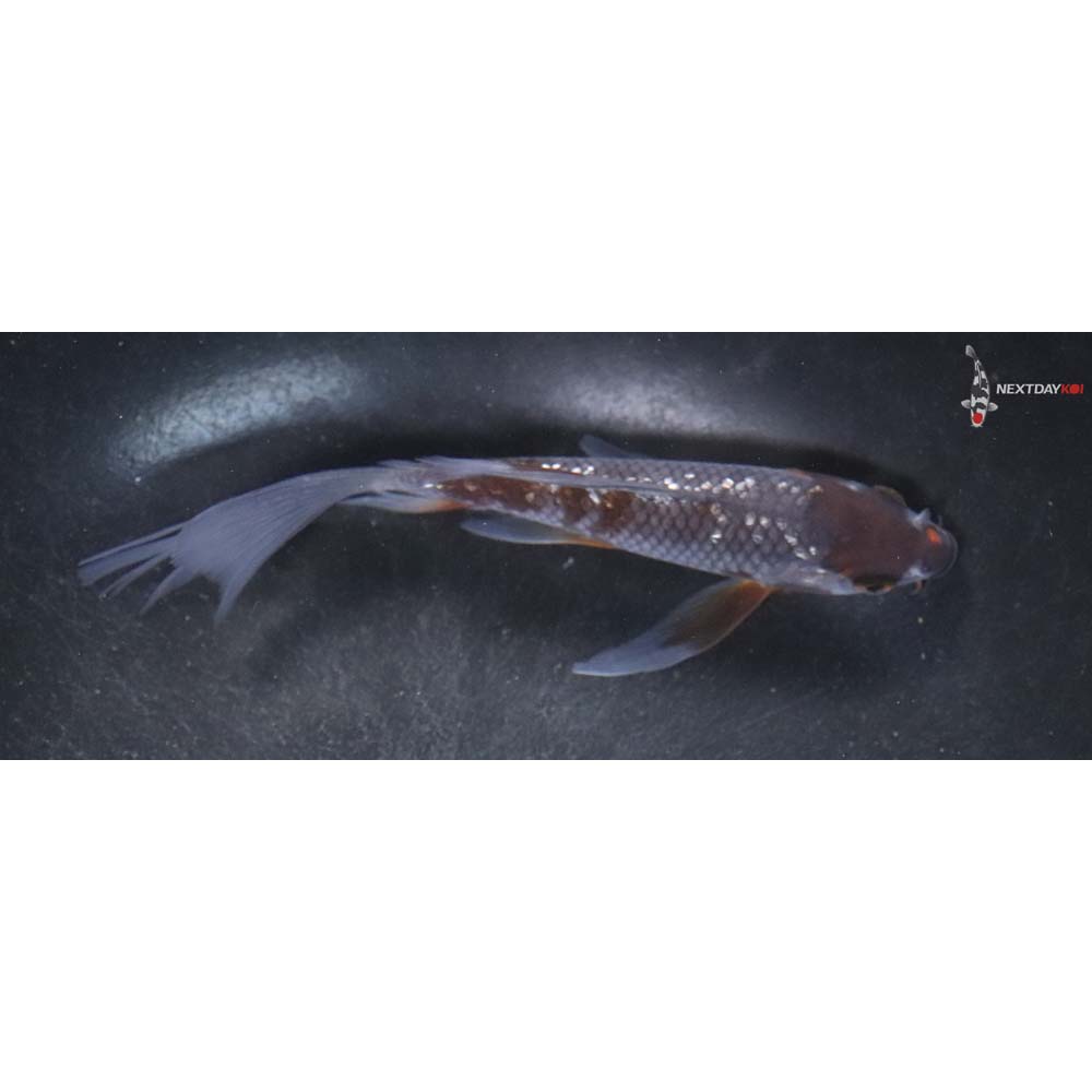 5” Imported Gin Rin Ochiba Shigure Butterfly Koi