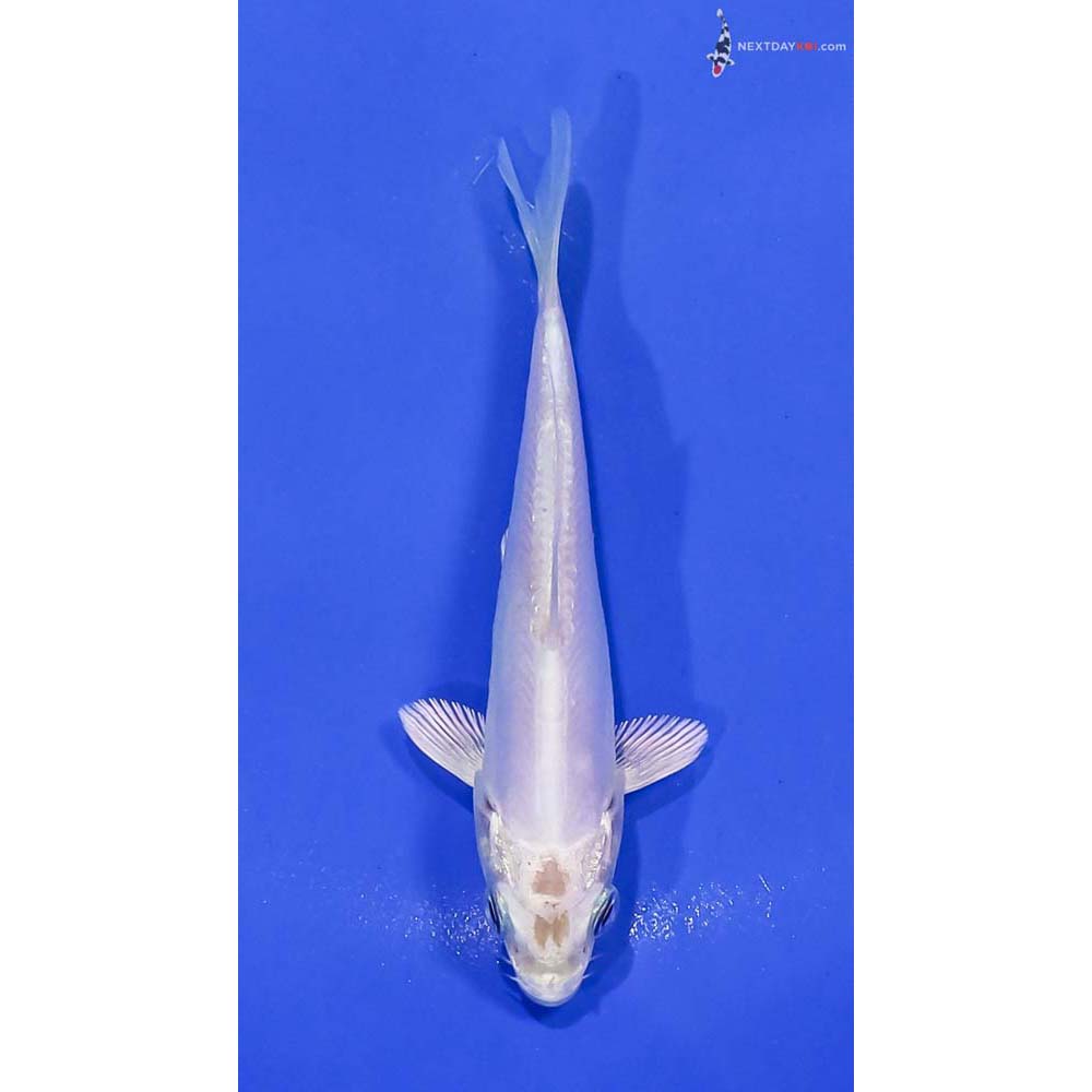 4” Imported Doitsu Platinum Ogon