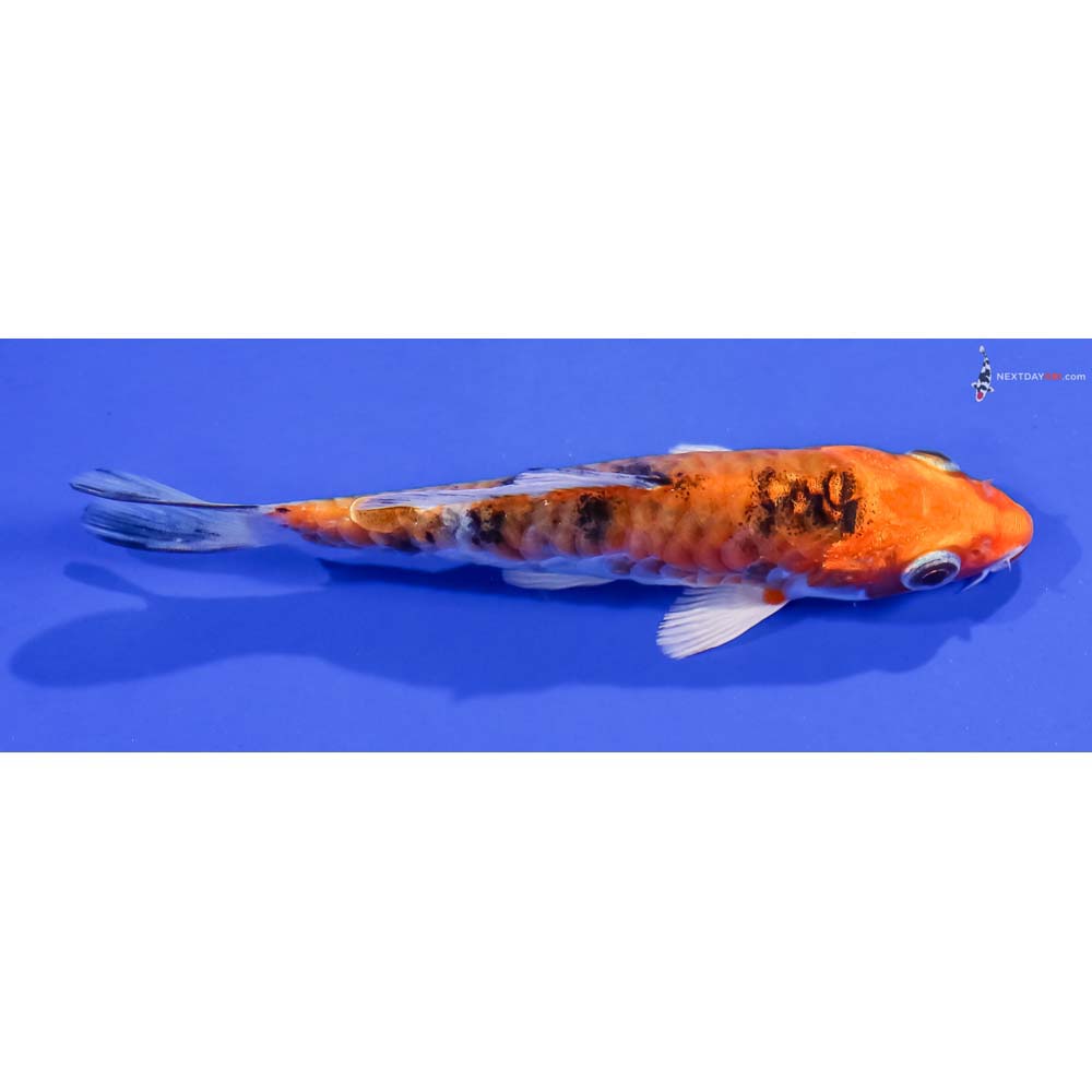4.5” Imported Armor Scaled Yamato Nishiki