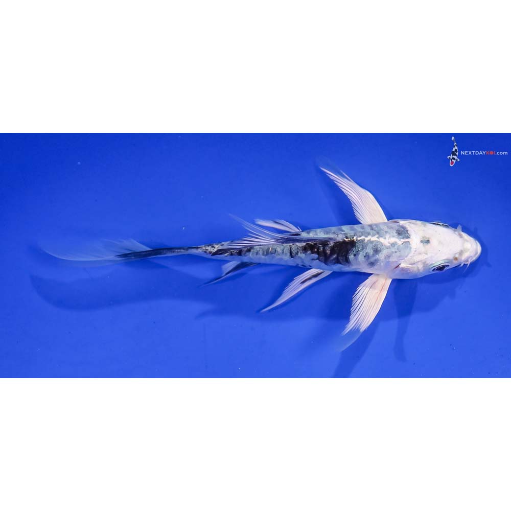 5” Imported Armor Scaled Blue Gin Shiro Bekko Butterfly Koi