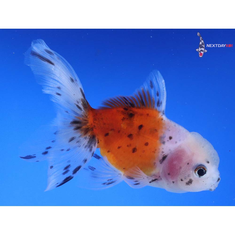 4” Imported Calico Oranda