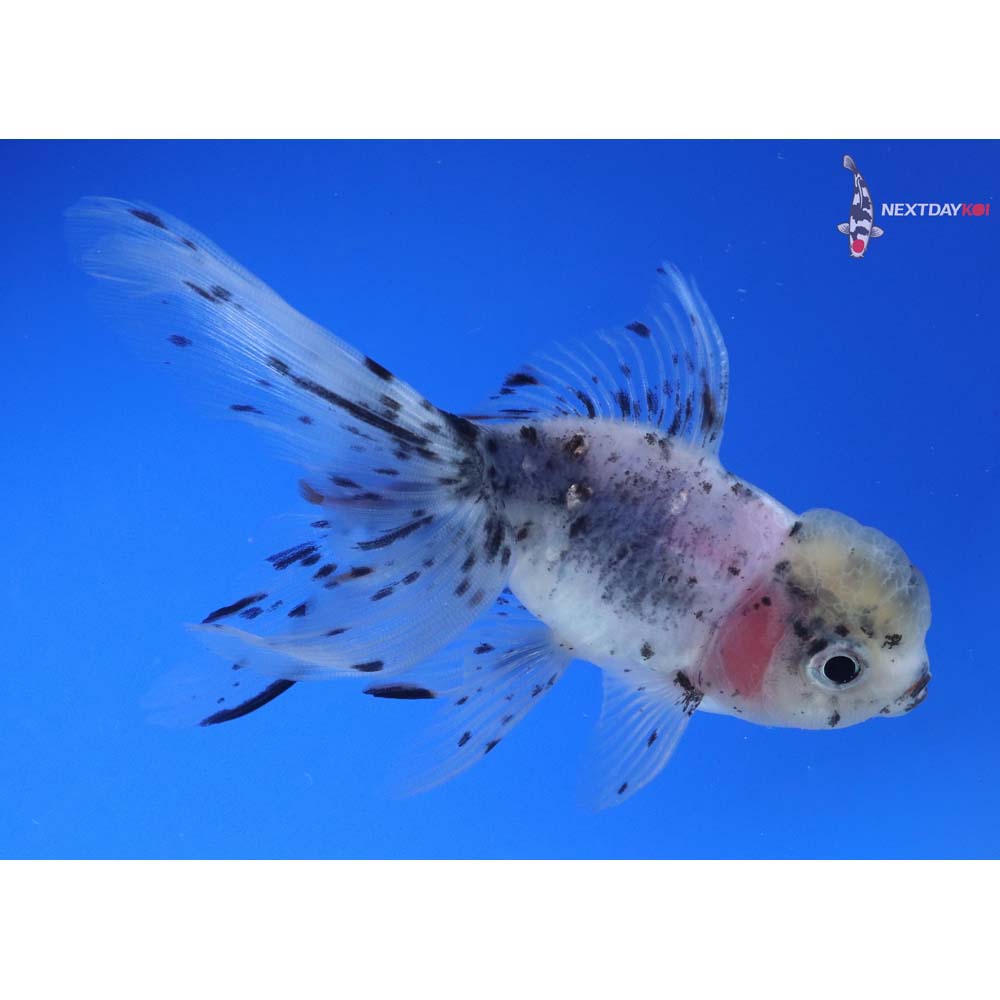 4” Imported Calico Oranda