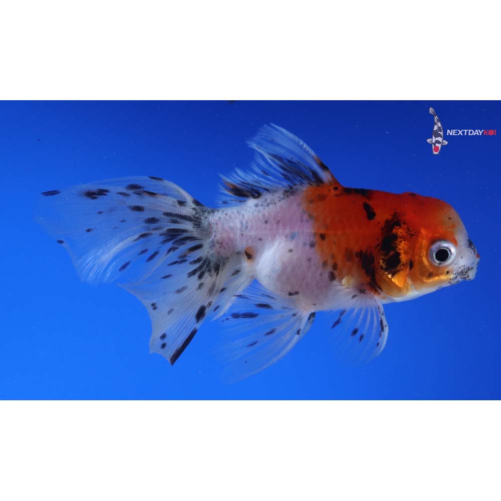 3.5” Imported Calico Oranda