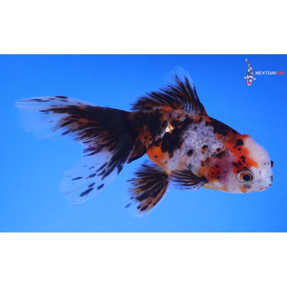 4.5” Imported Calico Oranda