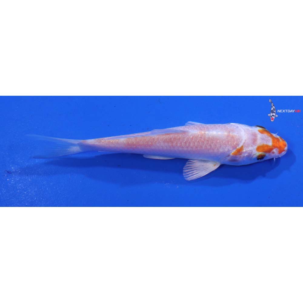 3.5” Imported Hariwake