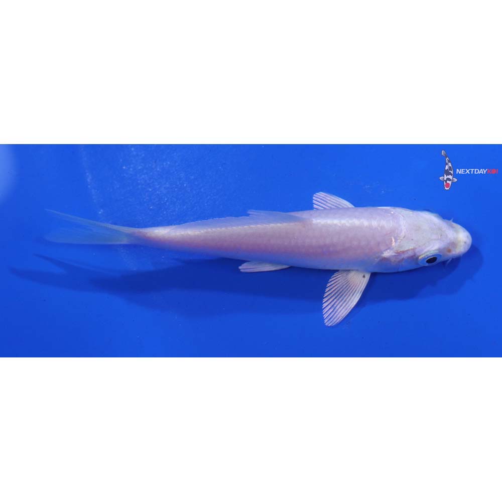 3.5” Imported Platinum Ogon