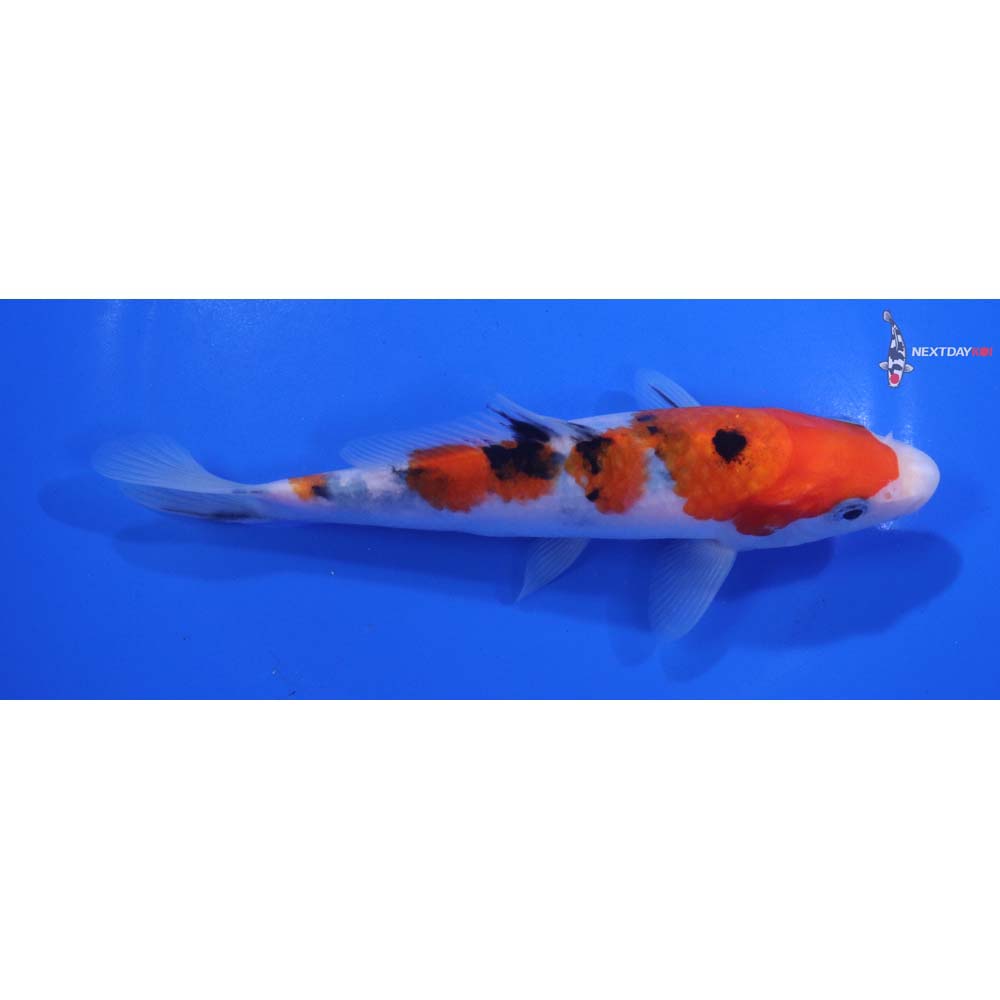 6” Imported Sanke