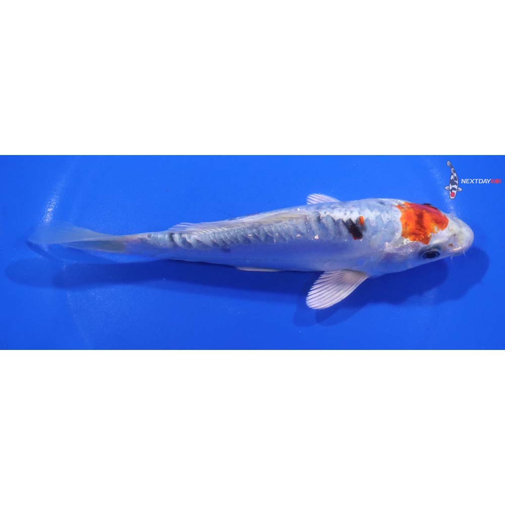 6.5” Imported Heisei Nishiki