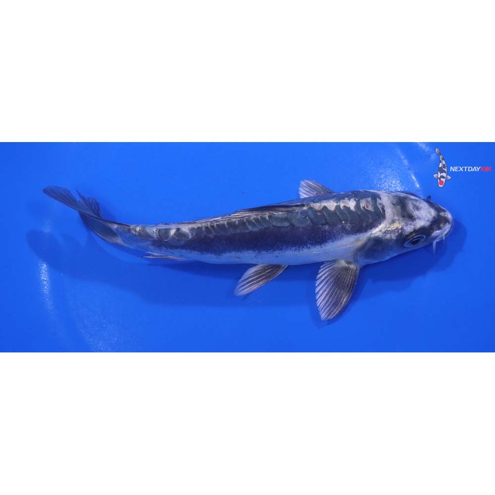 6.5” Imported Kikokuryu