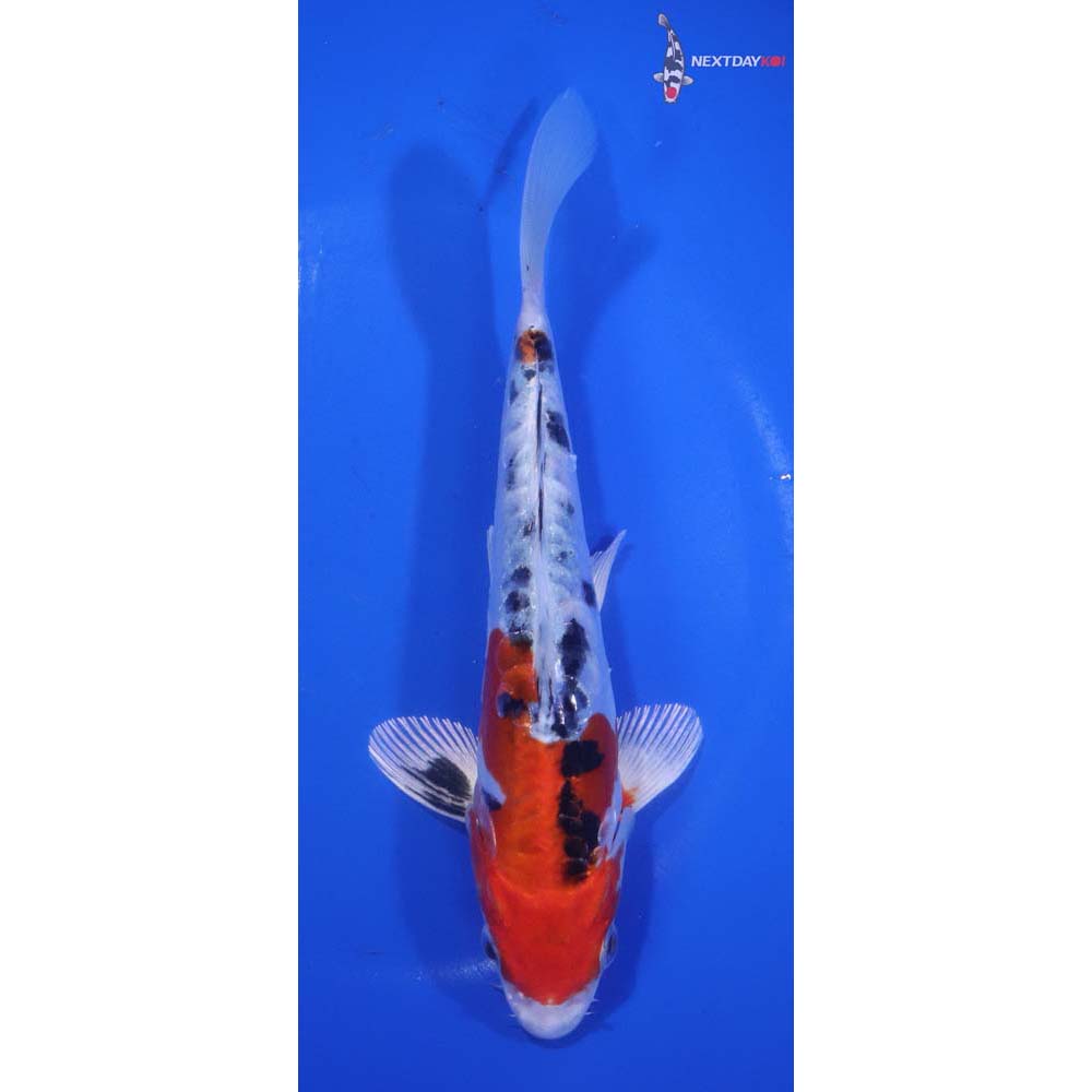 7” Imported Heisei Nishiki