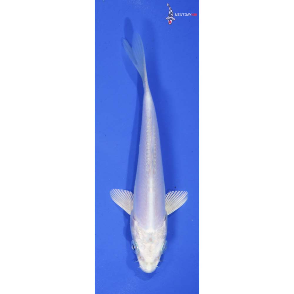 5” Imported Doitsu Platinum Ogon