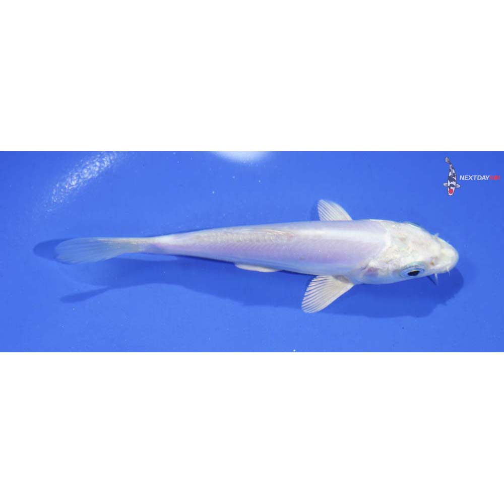 5” Imported Doitsu Platinum Ogon