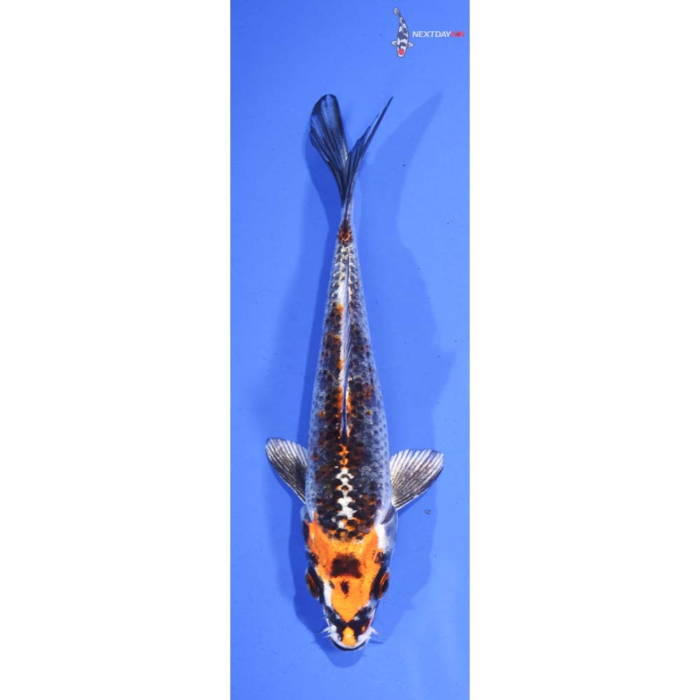 5” Imported Kujaku