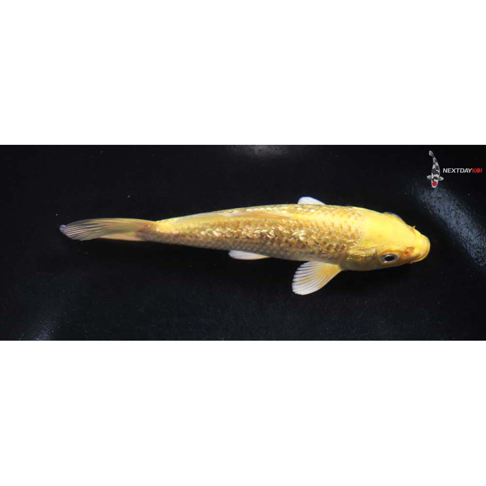 5” Imported Gin Rin Yamabuki Ogon