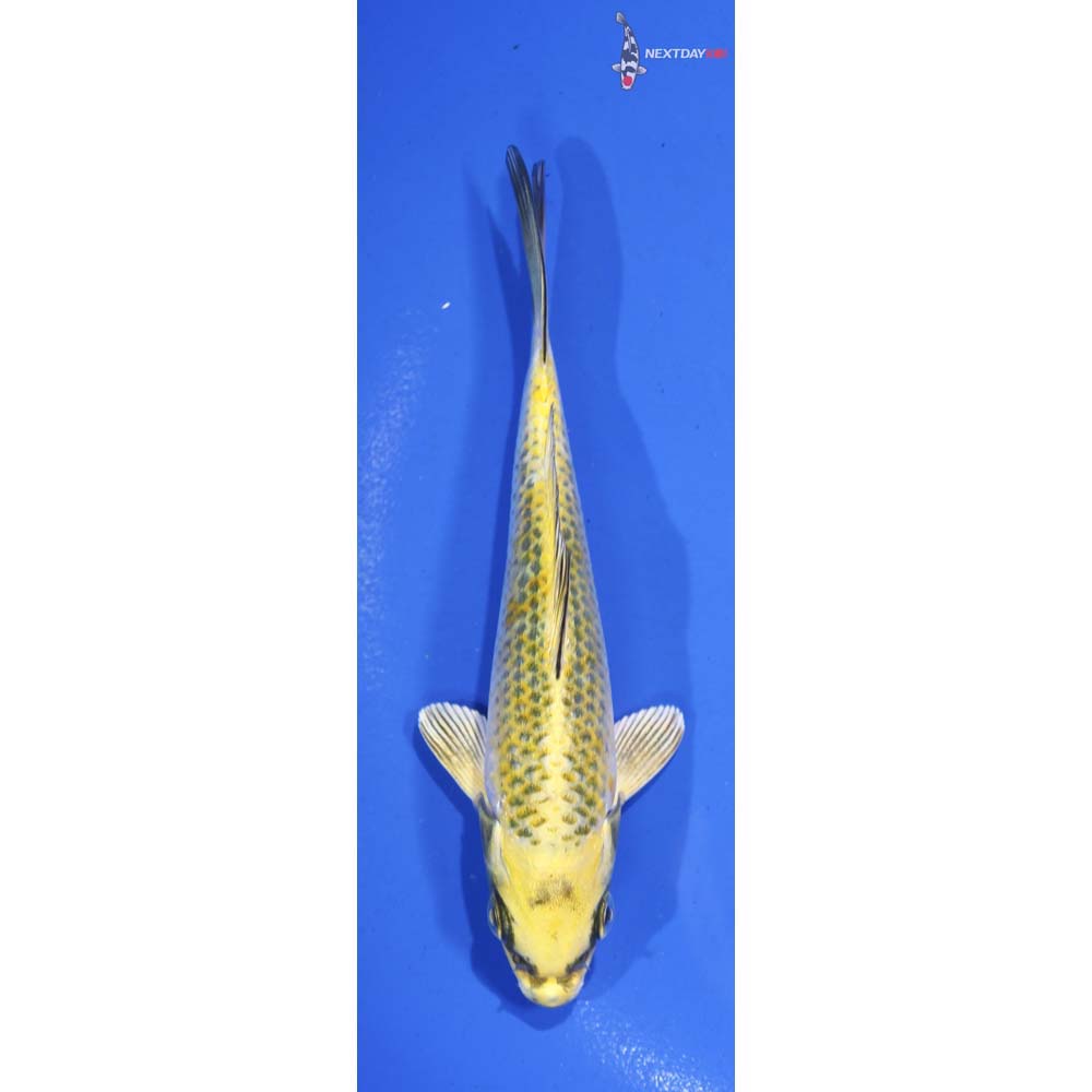 5” Imported Ki Matsuba