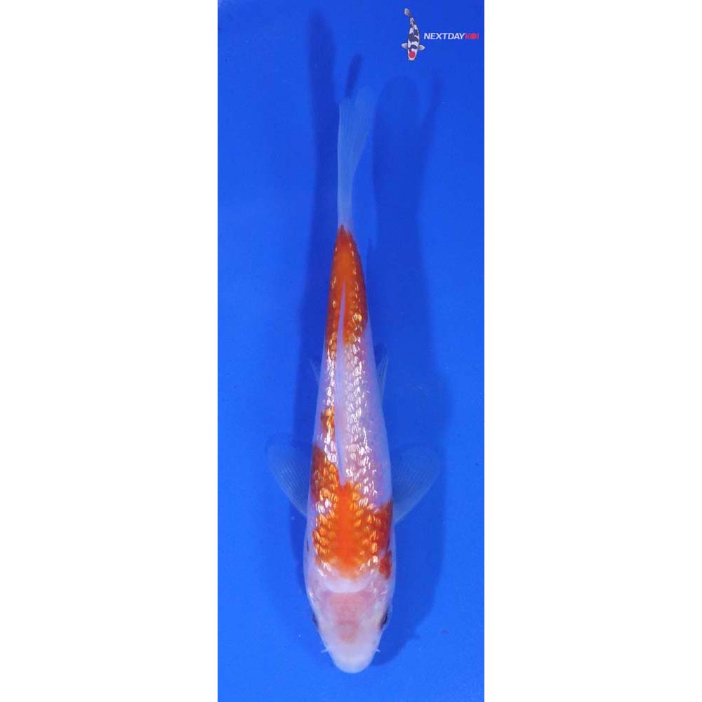 4” Imported Gin Rin Kohaku