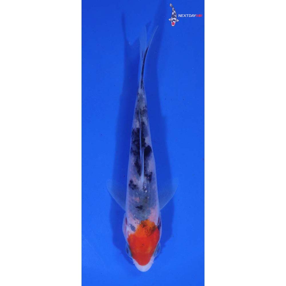 4” Imported Sanke