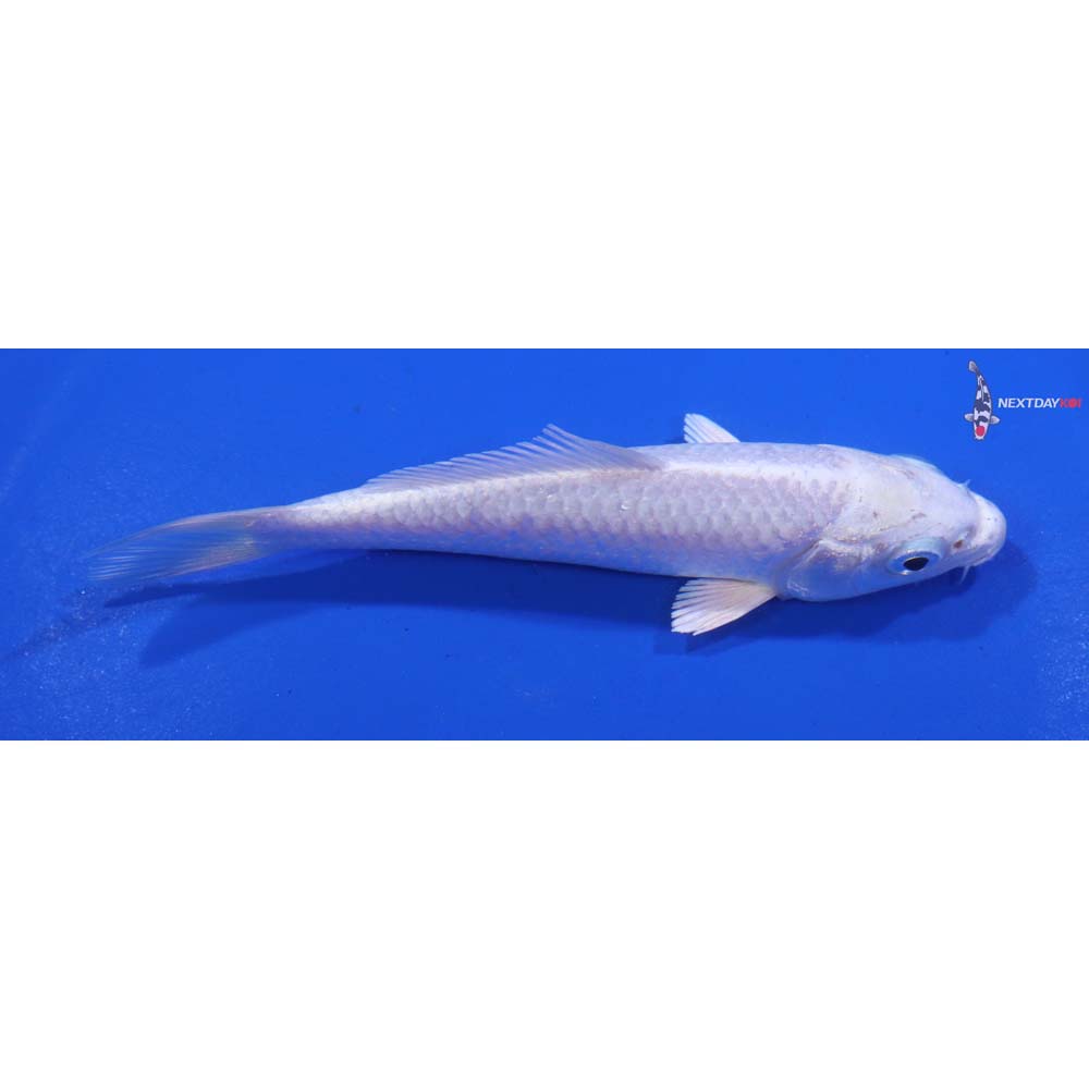 4” Imported Platinum Ogon