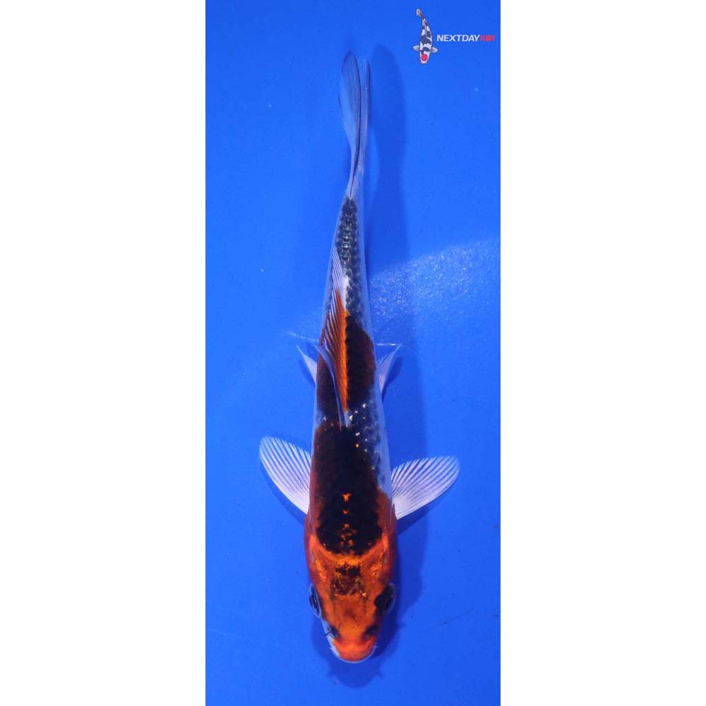 4” Imported Kujaku
