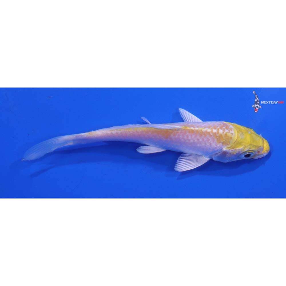 4” Imported Lemon Hariwake