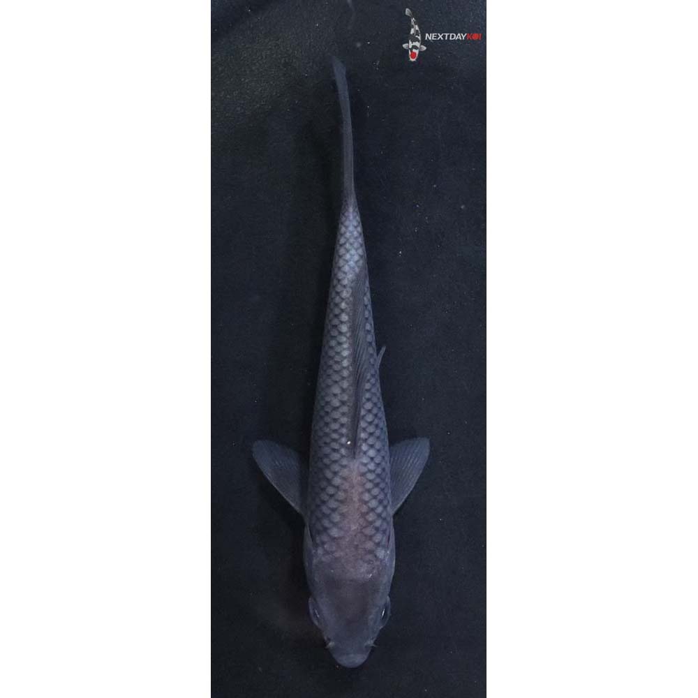 4” Imported Soragoi