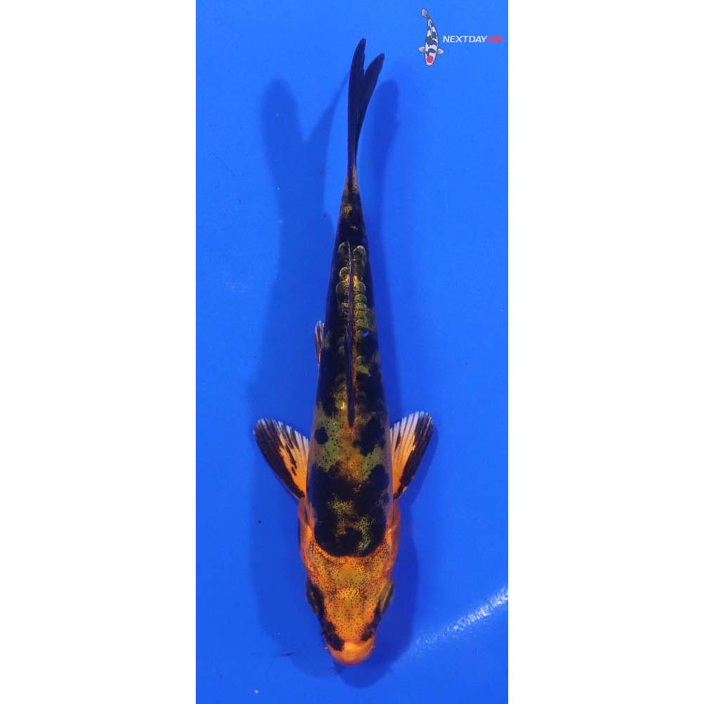 4.5” Imported Doitsu Aka Bekko