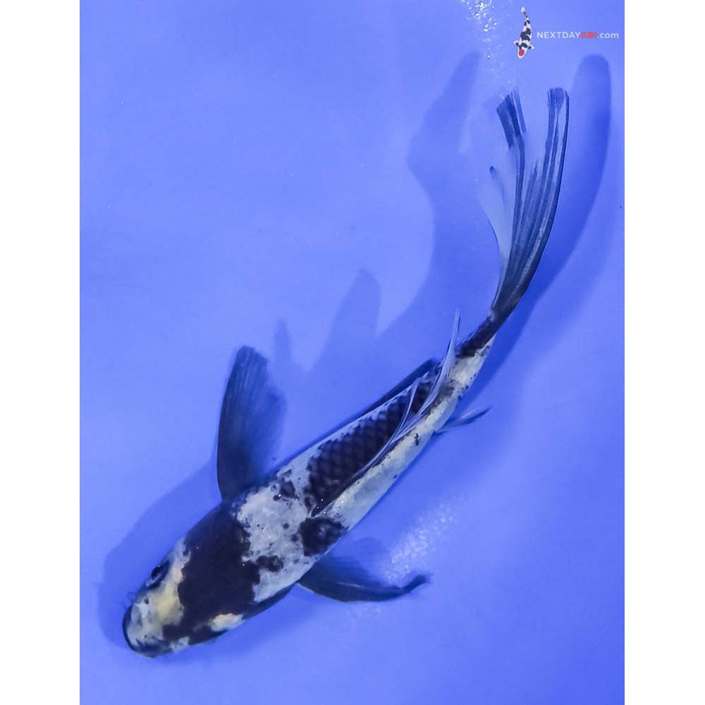 5” Imported Shiro Utsuri Butterfly Koi