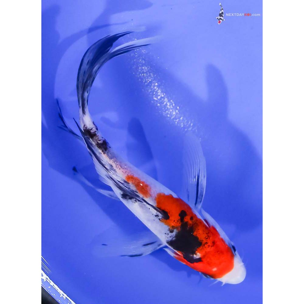 5” Imported Sanke Butterfly Koi