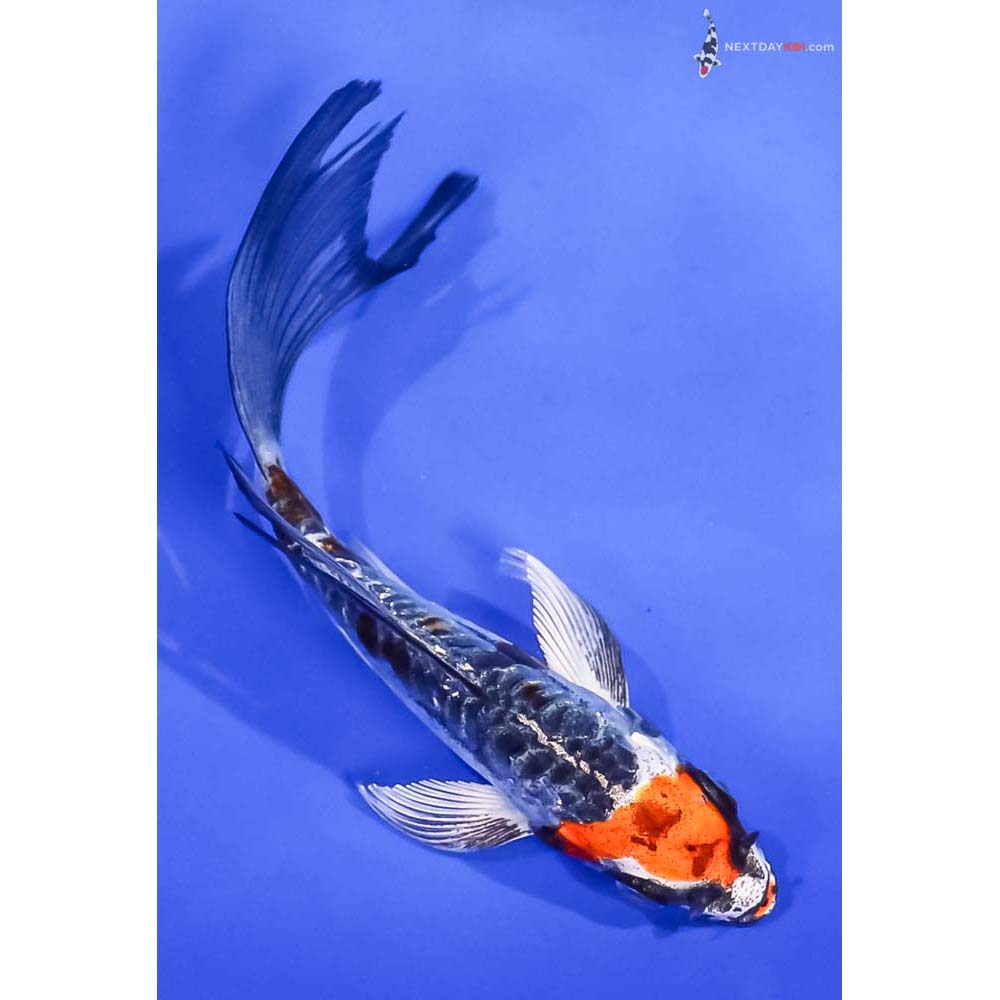 5” Imported Kin Kikokuryu Butterfly Koi