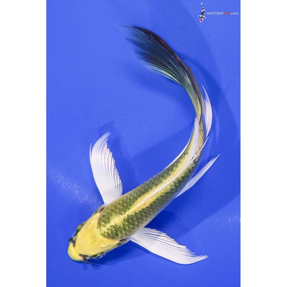 5.5” Imported Kujaku Butterfly Koi