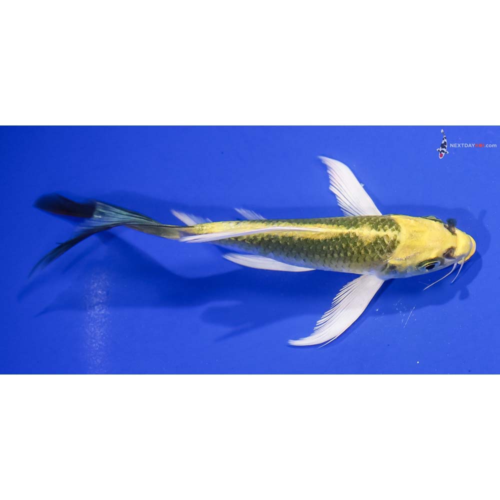 5.5” Imported Kujaku Butterfly Koi