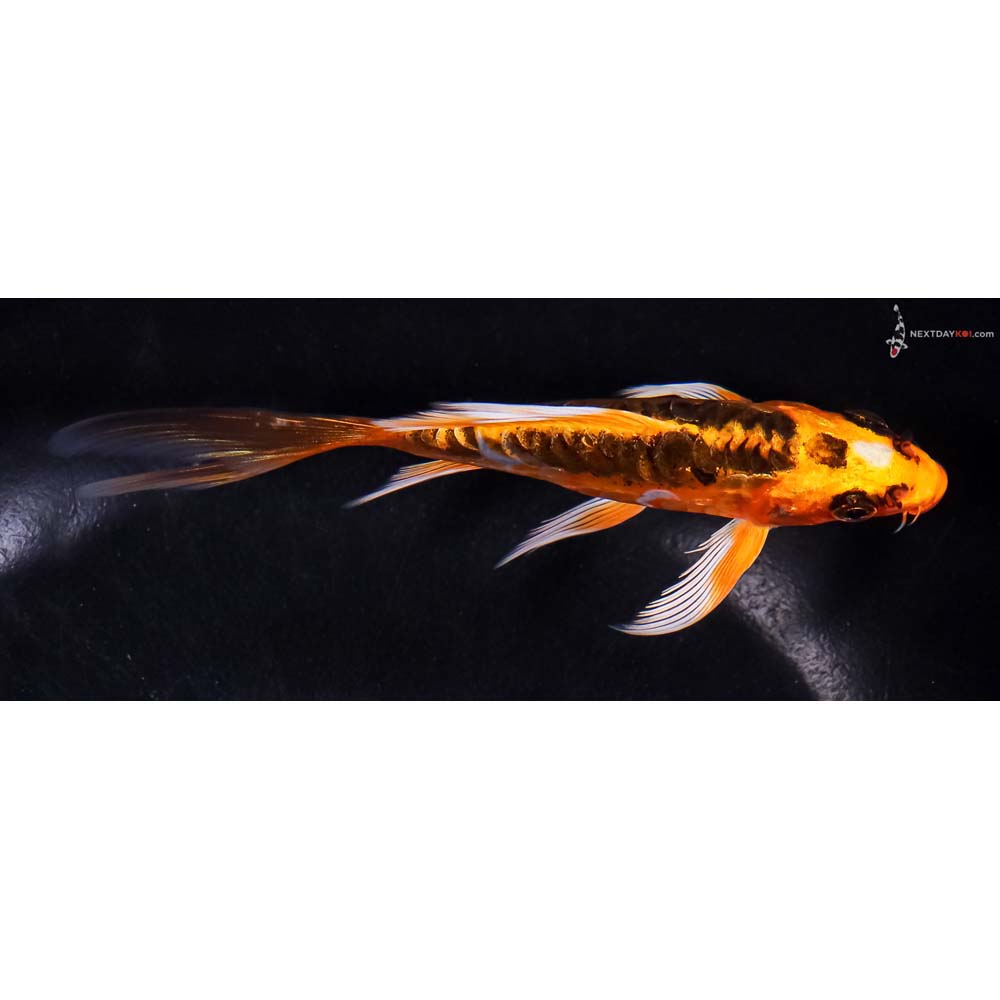 5” Imported Doitsu Orenji Matsuba Butterfly Koi