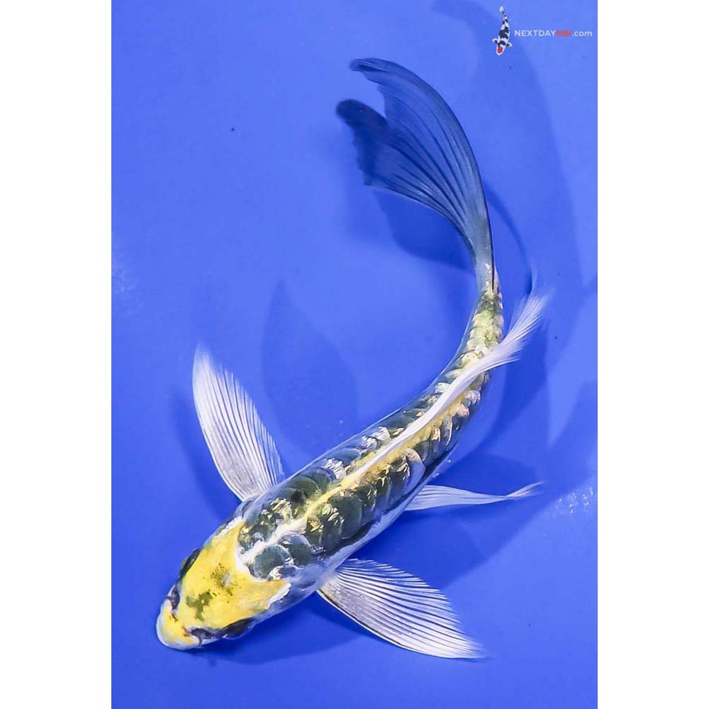 5.5” Imported Gin Rin Kin Kikokuryu Butterfly Koi